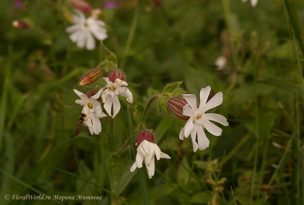 Silene latifolia
Ключевые слова: Silene latifolia