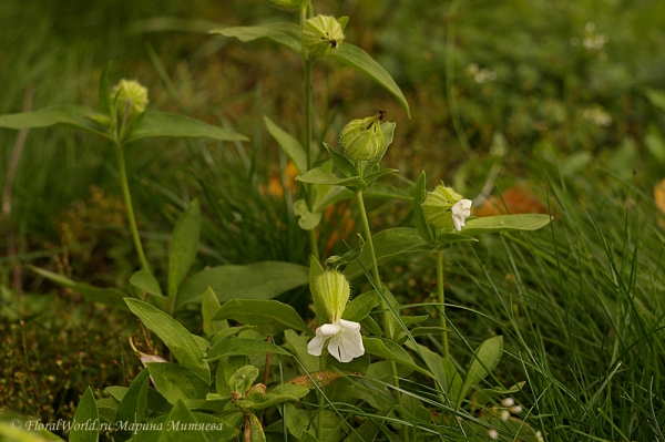 Silene vulgaris
Ключевые слова: Silene vulgaris