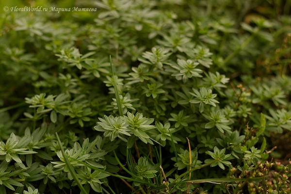 Подмаренник (Galium ssp)
Ключевые слова: подмаренник Galium