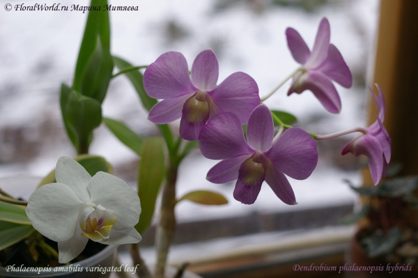 Нежность, а за окном снег :-)
Phalaenopsis amabilis variegated leaf и Dendrobium phalaenopsis hybrids
Ключевые слова: Phalaenopsis amabilis variegated leaf и Dendrobium phalaenopsis hybrids