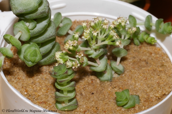 Crassula marnieriana
Ключевые слова: Crassula marnieriana