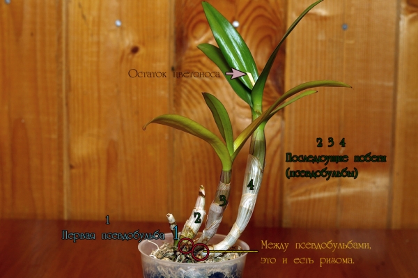 Дендробиум фаленопсис гибридный Dendrobium phalaenopsis hybrids
Ключевые слова: Дендробиум фаленопсис гибридный Dendrobium phalaenopsis hybrids