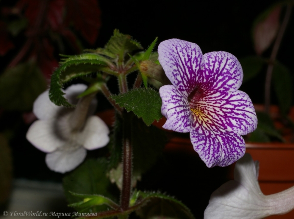 Ахименес сорт Ambroise Verschaffelt (Achimenes 'Ambroise Verschaffelt')
