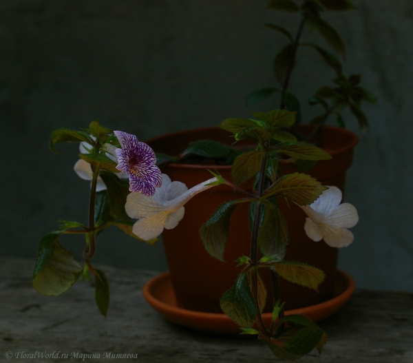 Ахименес сорт Ambroise Verschaffelt (Achimenes 'Ambroise Verschaffelt')
