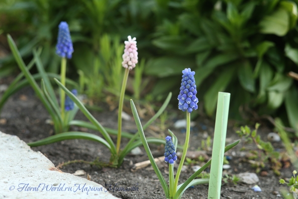  Мускари армянский (Muscari armeniacum)
Ключевые слова: Мускари армянский Muscari armeniacum