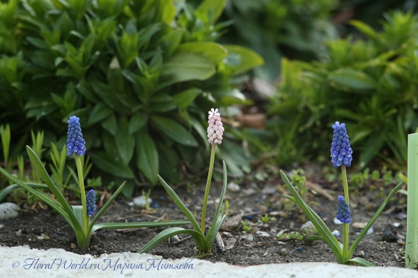  Мускари армянский (Muscari armeniacum)
Ключевые слова: Мускари армянский Muscari armeniacum