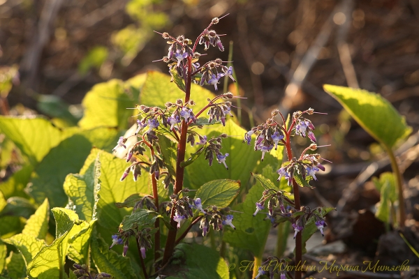 Трахистемон восточный (Trachystemon orientalis)
Ключевые слова: Трахистемон восточный Trachystemon orientalis