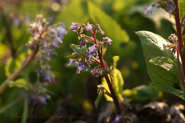 Трахистемон восточный (Trachystemon orientalis)
Ключевые слова: Трахистемон восточный Trachystemon orientalis