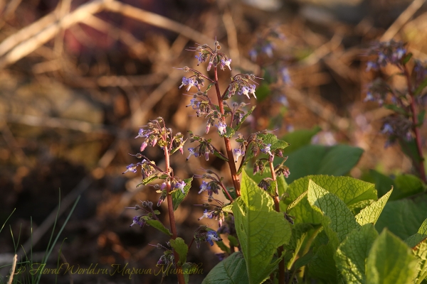 Трахистемон восточный (Trachystemon orientalis)
Ключевые слова: Трахистемон восточный Trachystemon orientalis