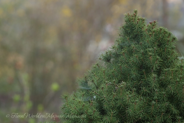 Ель канадская Коника Picea glauca Conica
Ключевые слова: Ель канадская Коника (Picea glauca Conica)