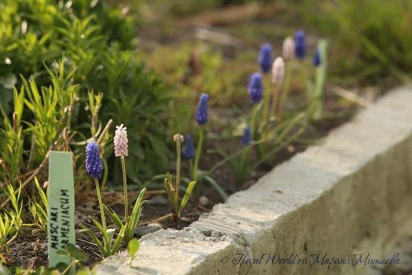  Мускари армянский (Muscari armeniacum)
Ключевые слова: Мускари армянский Muscari armeniacum