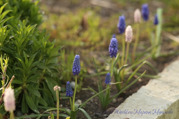  Мускари армянский (Muscari armeniacum)
Ключевые слова: Мускари армянский Muscari armeniacum