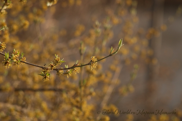 Цветет кизил (Cornus)
Ключевые слова: Цветет кизил Cornus