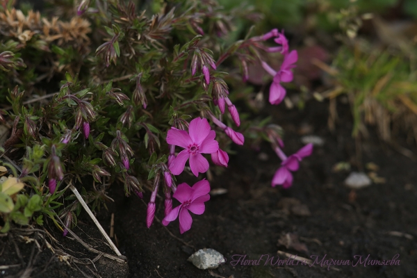 Флокс шиловидный (Phlox subulata)
Ключевые слова: Флокс шиловидный Phlox subulata