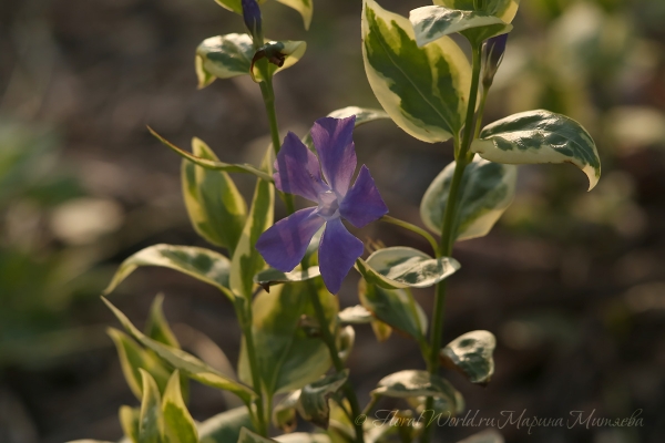 Барвинок большой (Vinca major)
Ключевые слова: Барвинок большой Vinca major