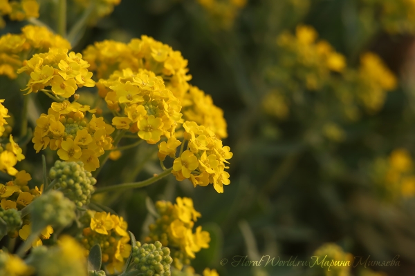 Цветет Бурачок скальный (Alyssum saxatile)
Ключевые слова: Бурачок цветет Бурачок скальный Alyssum saxatile