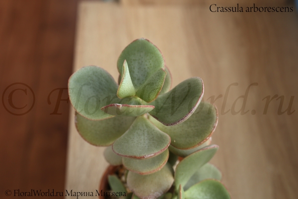 Crassula arborescens
Ключевые слова: Crassula arborescens