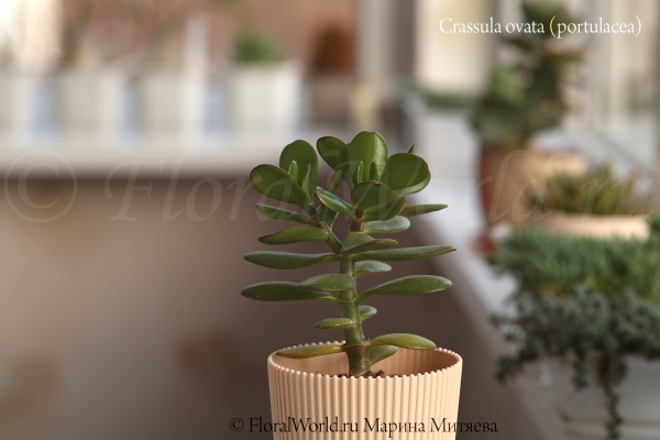 Crassula ovata (portulacea)
Крассула овата (овальная) 
Ключевые слова: Крассула овата (овальная) Crassula ovata (portulacea)