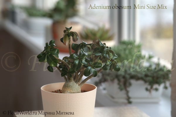 Adenium obesum  Mini Size Mix
Ключевые слова: Adenium obesum Mini Size Mix