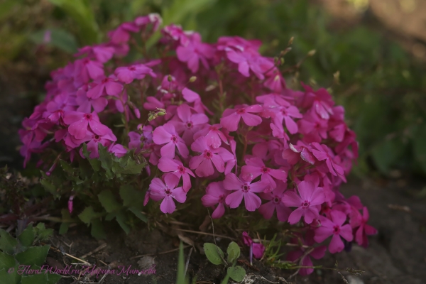  Флокс шиловидный (Phlox subulata) цветет
Ключевые слова: Флокс шиловидный Phlox subulata цветет