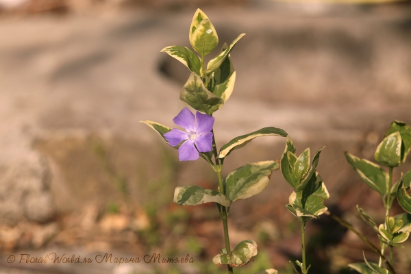 Барвинок большой (Vinca major)
Ключевые слова: Барвинок большой Vinca major