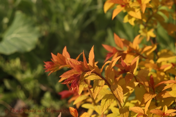 Возможно, Spiraea japonica 'Goldflame'
Ключевые слова: Возможно Spiraea japonica Goldflame