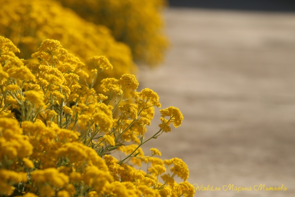 Цветет Бурачок скальный (Alyssum saxatile)
Ключевые слова: Цветет Бурачок скальный Alyssum saxatile