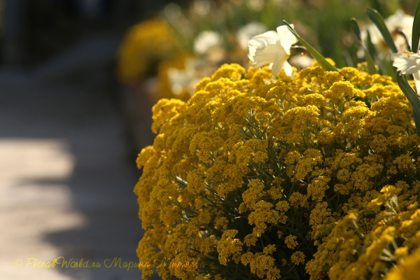 Цветет Бурачок скальный (Alyssum saxatile)
Ключевые слова: Цветет Бурачок скальный Alyssum saxatile