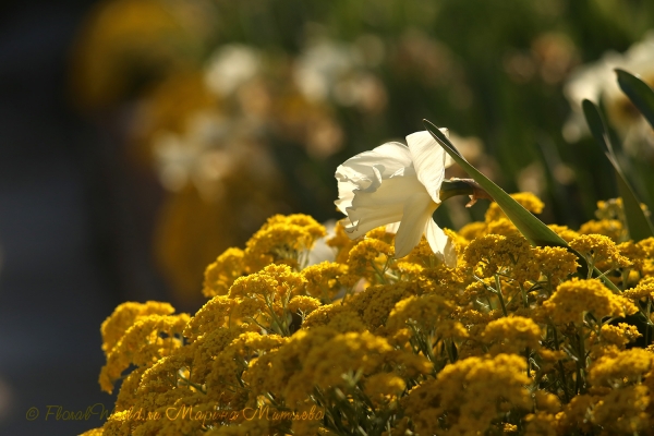 Цветет Бурачок скальный (Alyssum saxatile) и нарцисс крупнокорончатый
Ключевые слова: Цветет Бурачок скальный Alyssum saxatile нарцисс крупнокорончатый