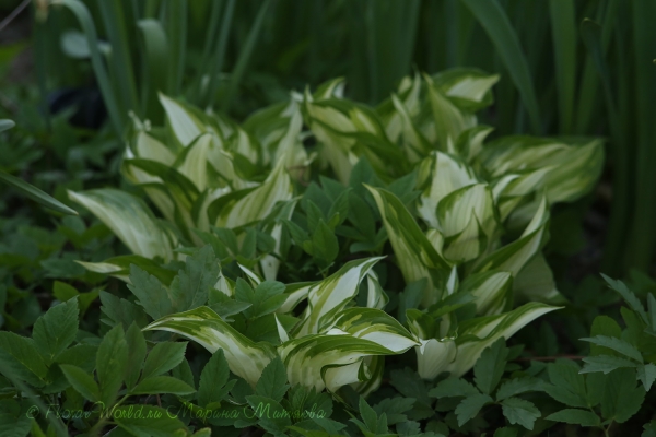 Хоста (Hosta sp.)
Ключевые слова: Хоста Hosta