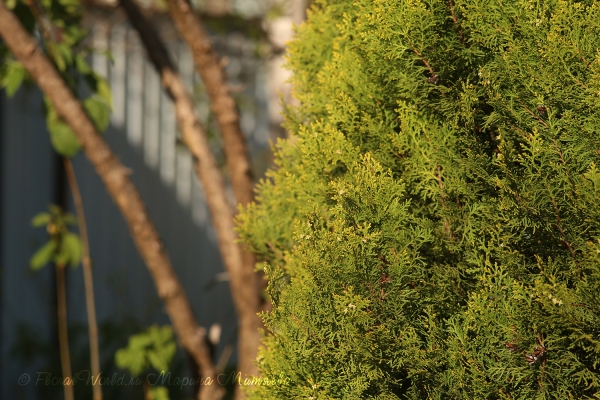 Туя (Thuja sp.)
Ключевые слова: Туя Thuja