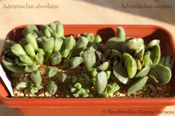 Adromischus alveolatus
Ключевые слова: Adromischus alveolatus