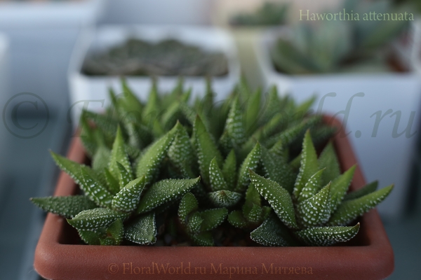 Haworthia attenuata
Ключевые слова: Haworthia attenuata