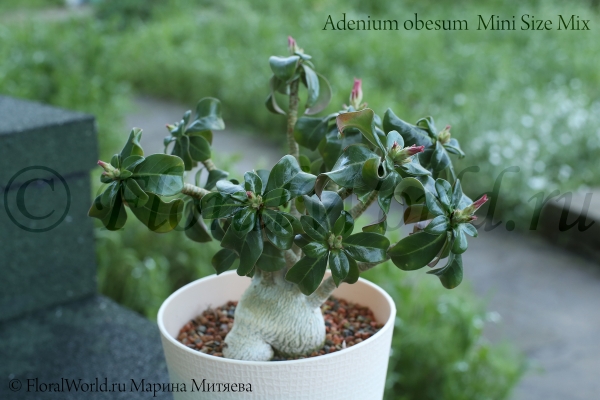 Adenium obesum  Mini Size Mix
Ключевые слова: Adenium obesum Mini Size Mix