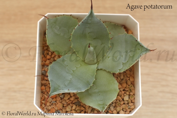 Agave potatorum
Ключевые слова: Agave potatorum