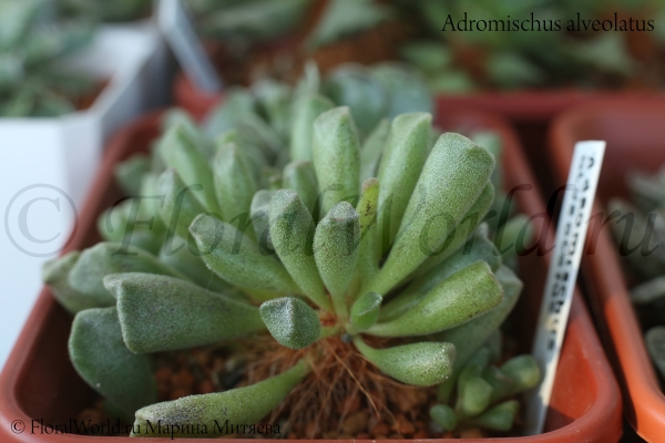 Adromischus alveolatus
Ключевые слова: Adromischus alveolatus