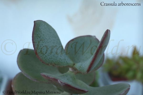 Crassula arborescens
Ключевые слова: Crassula arborescens