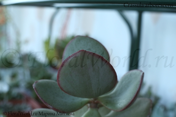 Crassula arborescens
Ключевые слова: Crassula arborescens