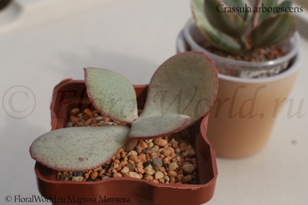 Crassula arborescens
Ключевые слова: Crassula arborescens
