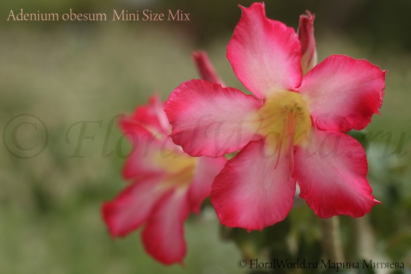 Adenium obesum  Mini Size Mix
Ключевые слова: Adenium obesum Mini Size Mix