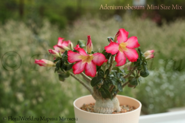 Adenium obesum  Mini Size Mix
Ключевые слова: Adenium obesum Mini Size Mix