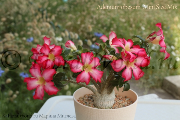 Adenium obesum  Mini Size Mix
Ключевые слова: Adenium obesum Mini Size Mix
