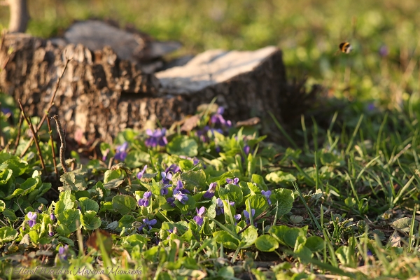 Лесная фиалка (Viola sylvatica)
Ключевые слова: Лесная фиалка (Viola sylvatica)