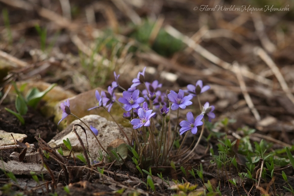 Hepatica или Перелеска
Ключевые слова: Hepatica перелеска печоночница цветение весна весеннее фото апрель 2015