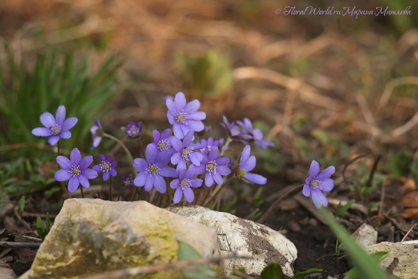 Hepatica или Перелеска
Ключевые слова: Hepatica перелеска печоночница цветение весна весеннее фото апрель 2015