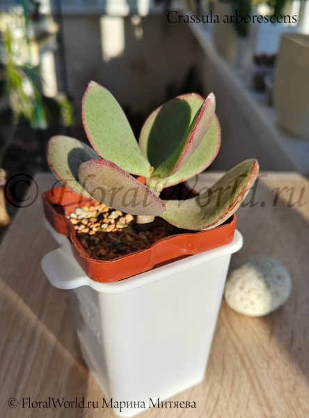 Crassula arborescens 
Ключевые слова: Crassula arborescens