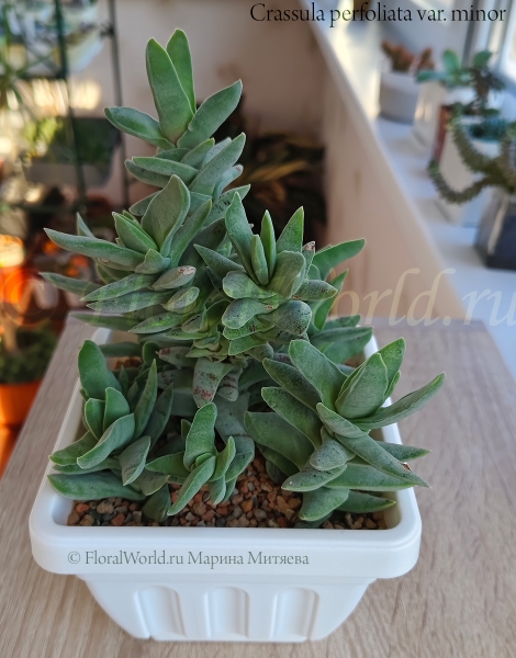 Crassula perfoliata var. minor
Ключевые слова: Crassula perfoliata var. minor
