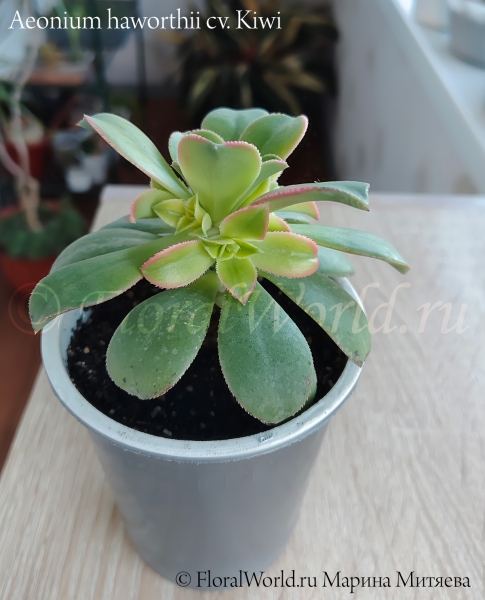 Aeonium haworthii cv. Kiwi
Эониум Хаворта сорт Киви
Ключевые слова: Aeonium haworthii cv. Kiwi Эониум Хаворта сорт Киви