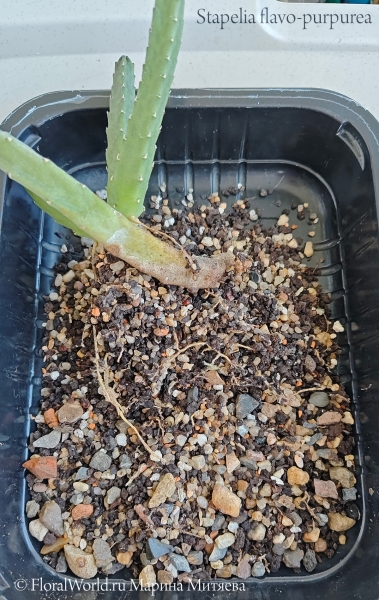 Стапелия золотистопурпурная (Stapelia flavo-purpurea)
Ключевые слова: Стапелия золотистопурпурная Stapelia flavo-purpurea