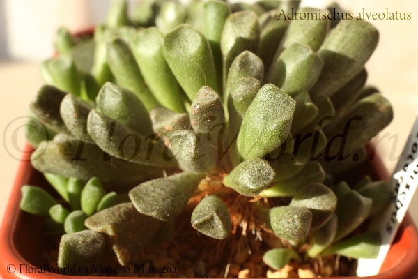 Adromischus alveolatus
Ключевые слова: Adromischus alveolatus